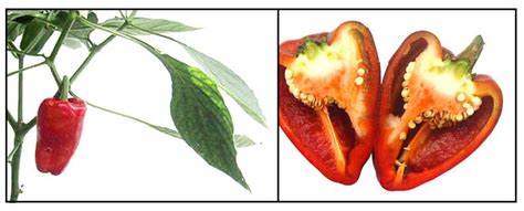 Siling lara Capsicum anunuum var. grossum, SWEET RED .